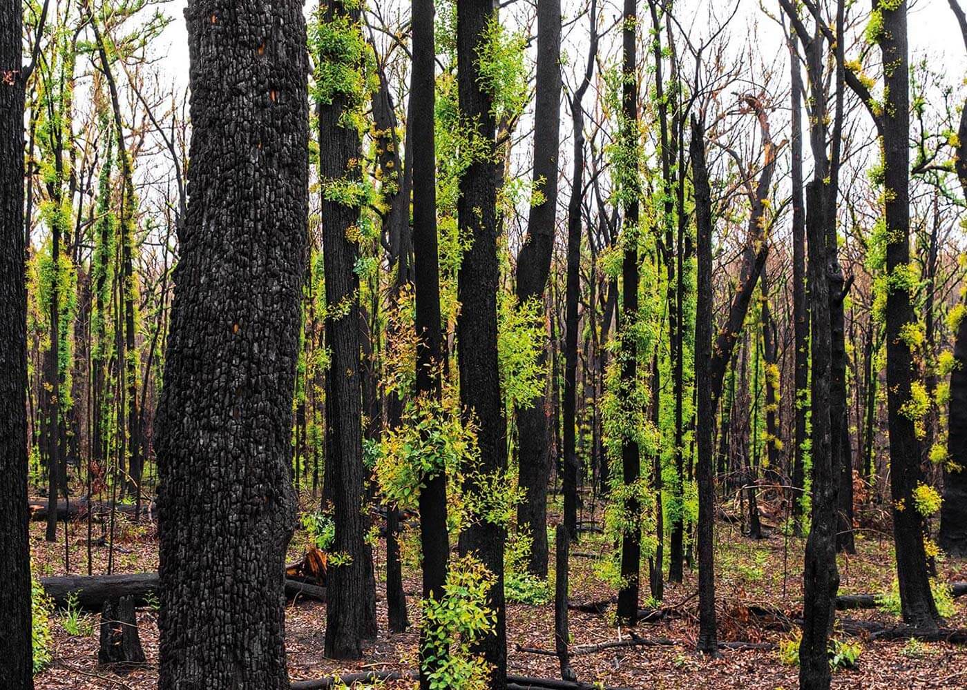 Australian trees