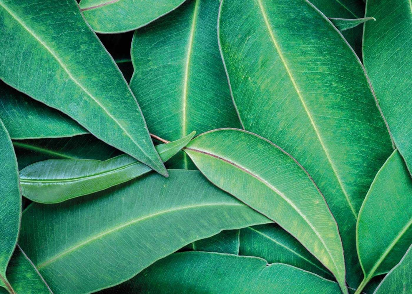eucalyptus leafs